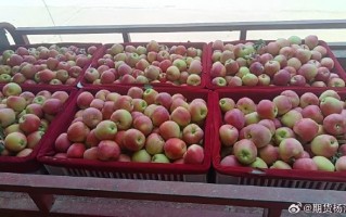 苹果期货属于商品期货吗？