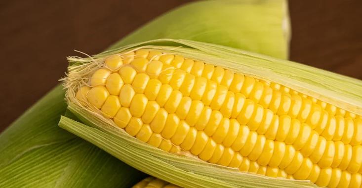 美国玉米期货国际期货有何投资趋势？-第2张图片-华宇铭诚