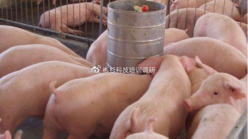 重庆期货培训班学费多少？-第3张图片-华宇铭诚